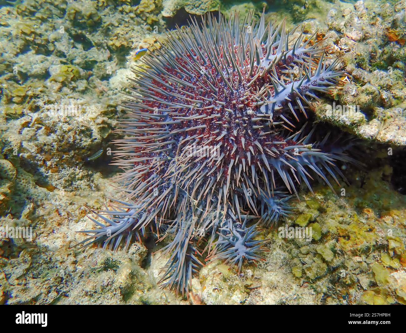 Primo piano di una stella marina della Corona di spine con spine rosse e blu, che giace su coralli morti sull'isola Bawean, Giava orientale, Indonesia Foto Stock