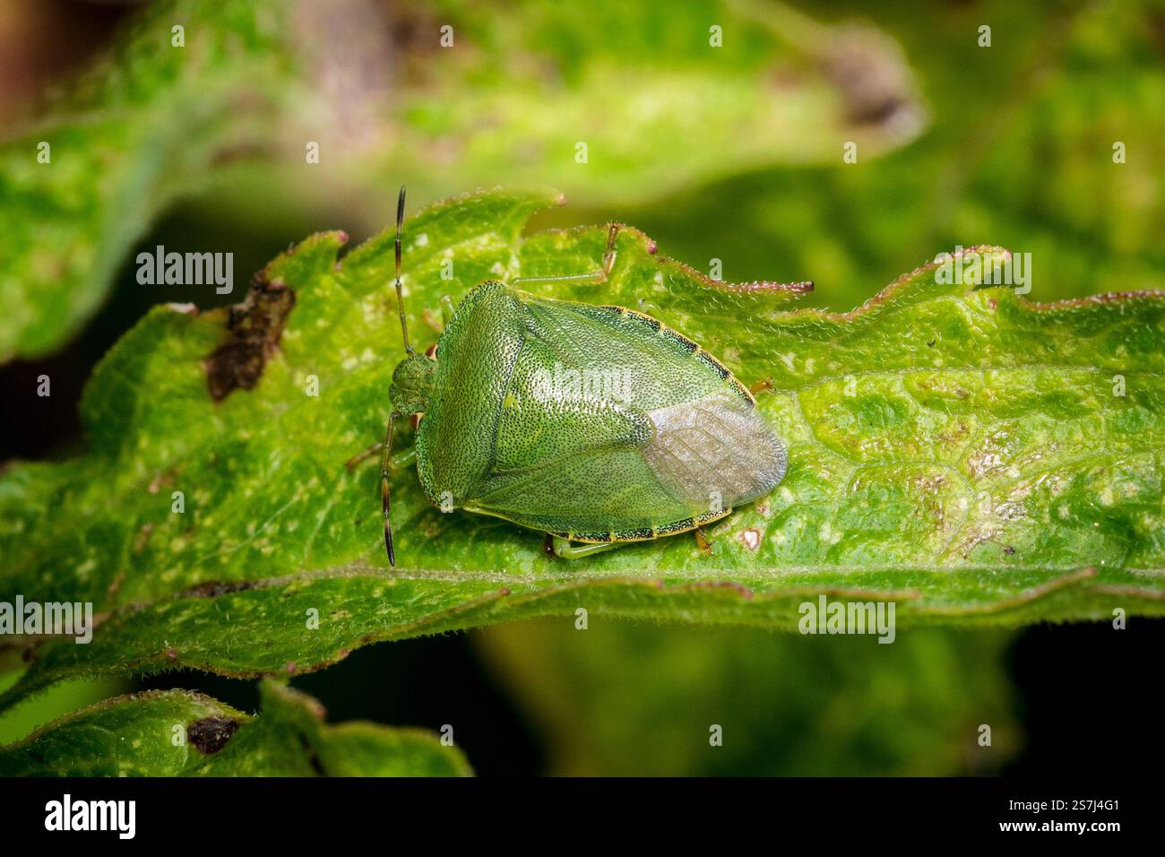 Un buco protettivo verde mimetizzato (Palomena prasina) appollaiato su una foglia. Fotografato a Hawthorn Hive, nel nord-est del Regno Unito Foto Stock