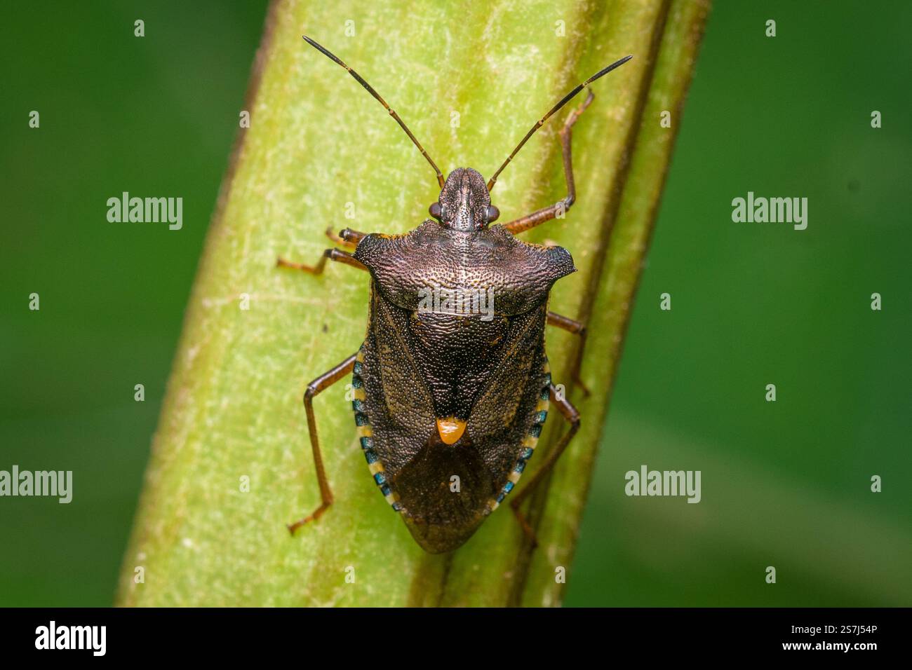 Un insetto schermato dalle gambe rosse (Pentatoma rufipes), chiamato anche insetto forestale, che sale su stelo vegetale. Fotografato a Hawthorn Hive vicino a Seaham, Regno Unito Foto Stock