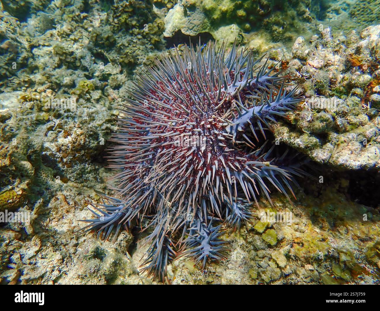 Primo piano di una stella marina della Corona di spine con spine rosse e blu, che giace su coralli morti sull'isola Bawean, Giava orientale, Indonesia Foto Stock