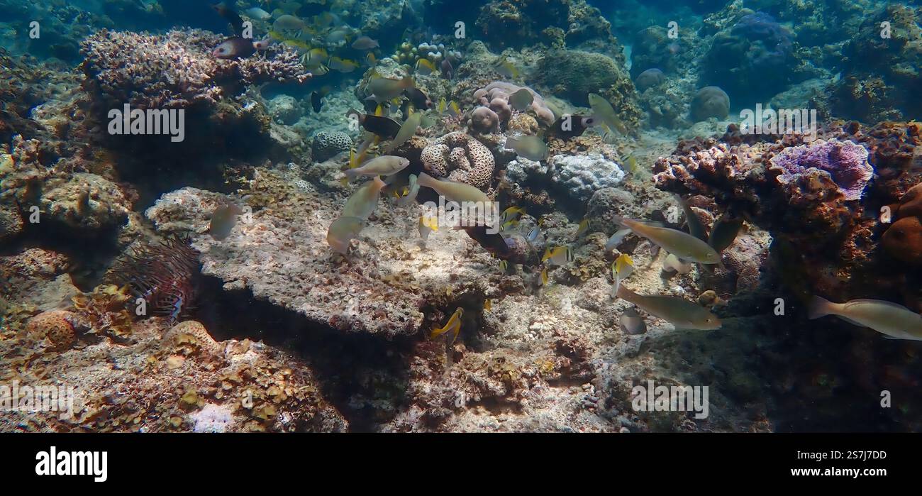 Paesaggio sottomarino con vivaci barriere coralline, pesci da scuola, alghe, piante, circondato da barriere coralline morte nell'isola di Bawean, Giava Orientale, Indonesia Foto Stock