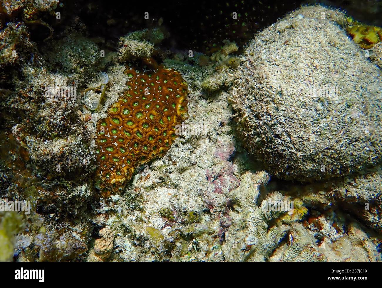 Scena sottomarina ravvicinata di barriere coralline rosse-marroni accanto a coralli morti, circondata da macerie nell'isola Bawean, Giava orientale, Indonesia Foto Stock