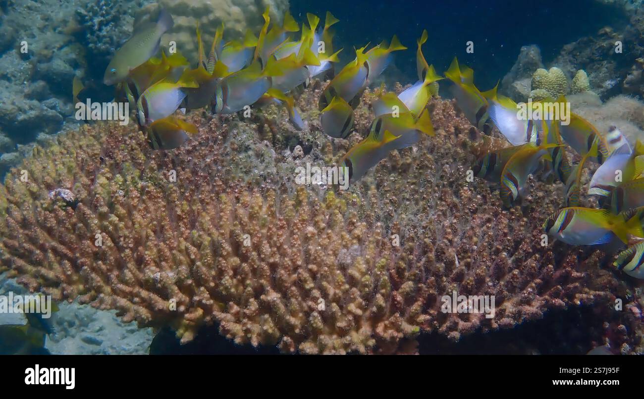 Scena subacquea di pesci corallini che nuotano e si nutrono di alghe sulla barriera corallina deceduta a Bawean Island, Giava orientale, Indonesia Foto Stock