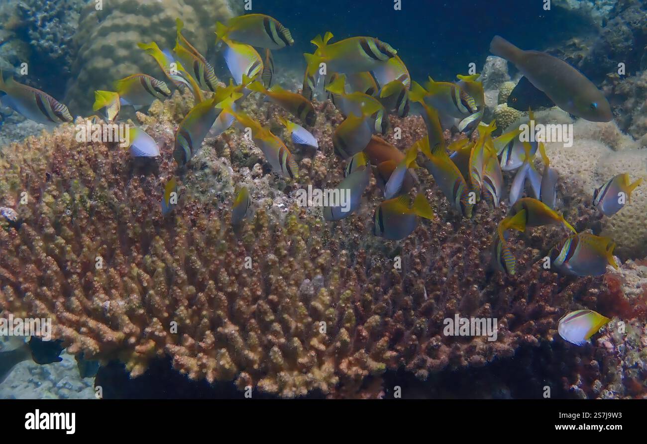 Scena subacquea di pesci corallini che nuotano e si nutrono di alghe sulla barriera corallina deceduta, mostrando la vibrante vita oceanica dell'isola Bawean, Indonesia Foto Stock