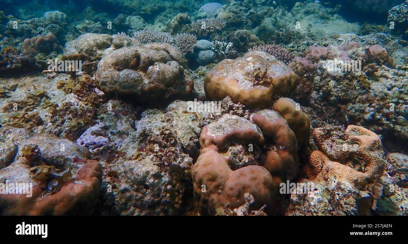 Paesaggio sottomarino con vivaci barriere coralline, pesci da scuola, alghe, piante, circondato da barriere coralline morte nell'isola Bawean, Giava orientale Foto Stock