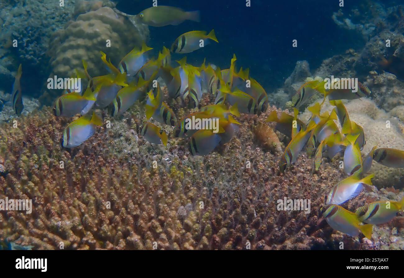 Scena subacquea di pesci corallini che nuotano e si nutrono di alghe sulla barriera corallina deceduta, mostrando la vibrante vita oceanica dell'isola Bawean, Indonesia Foto Stock