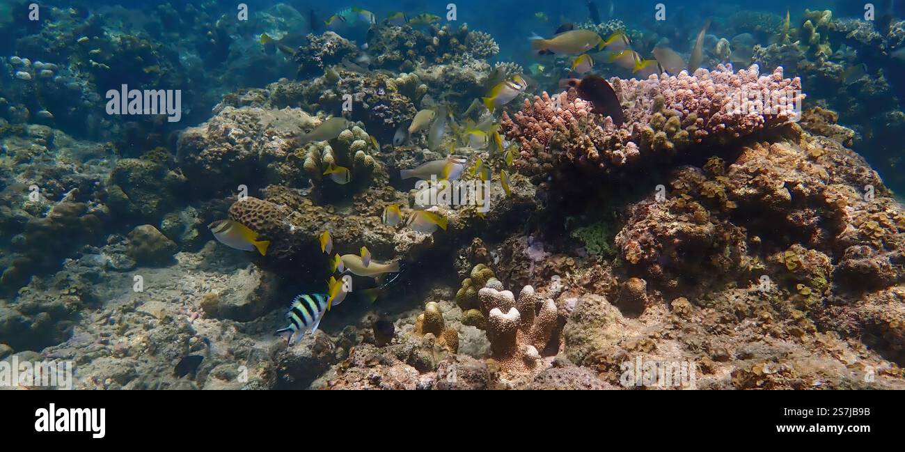 Paesaggio sottomarino con vivaci barriere coralline, pesci, alghe e piante della barriera corallina, circondato da barriere coralline morte nell'isola Bawean, Indonesia Foto Stock