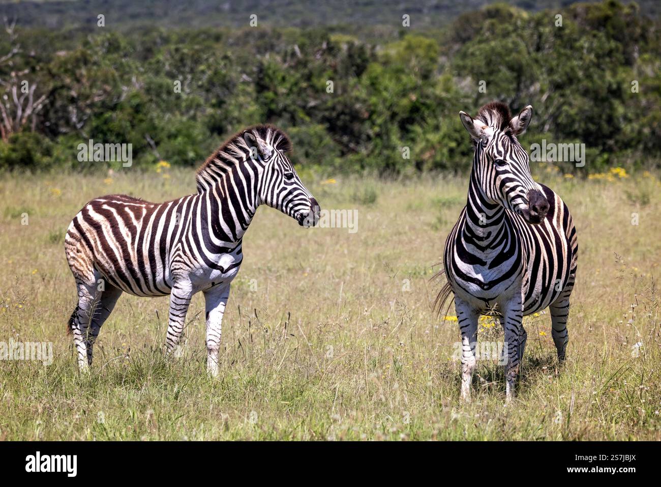 Un adulto e una giovane Plains Zebra in piedi in una radura nel Bush africano nel Parco Nazionale di Addo, Sudafrica Foto Stock