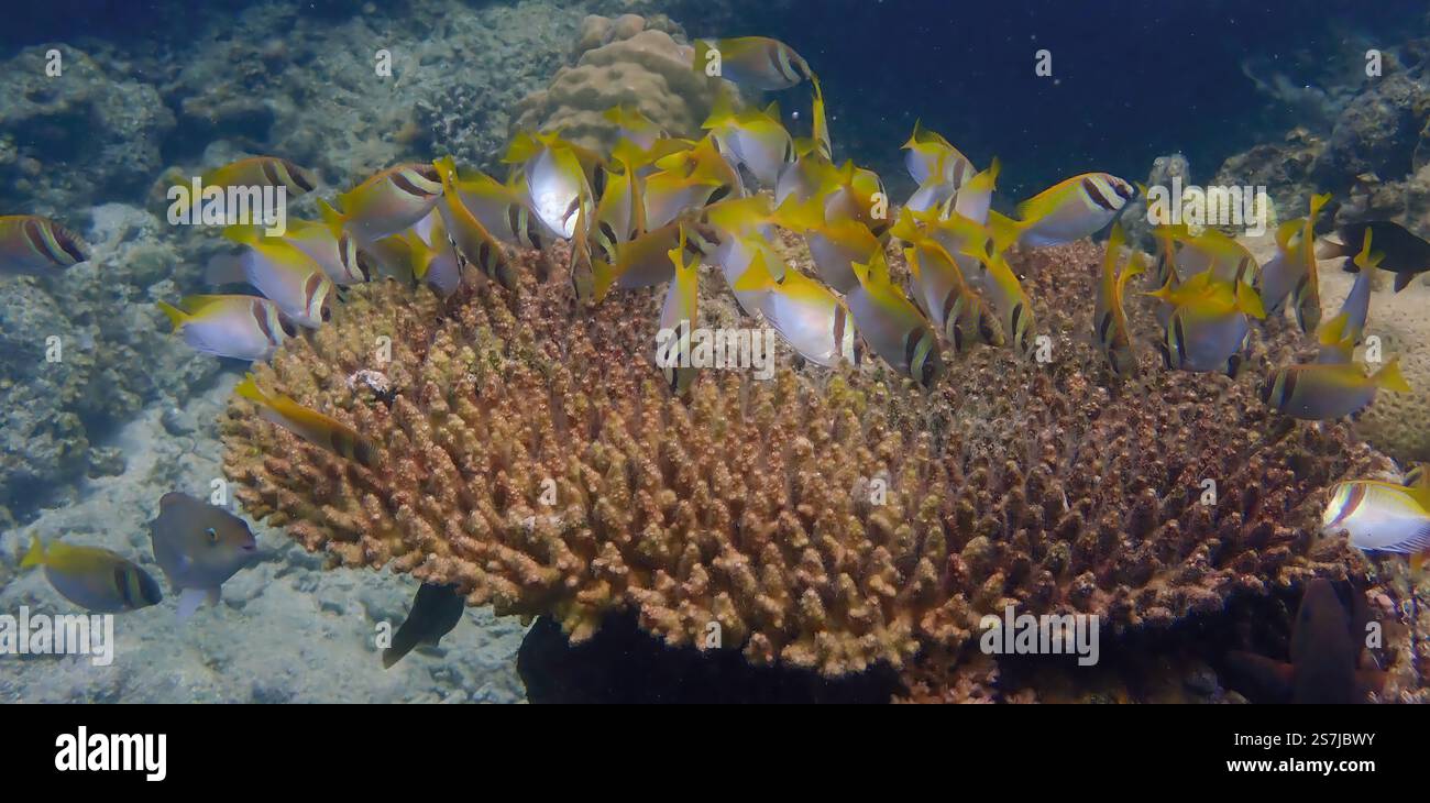 Scena subacquea di pesci corallini che nuotano e si nutrono di alghe sulla barriera corallina deceduta, mostrando la vibrante vita oceanica dell'isola Bawean, Indonesia Foto Stock