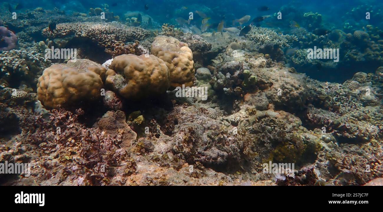 Scena subacquea con coralli duri, pesci della barriera corallina, alghe, piante e coralli morti, mostra la vivace vita marina dell'isola Bawean, Indonesia Foto Stock