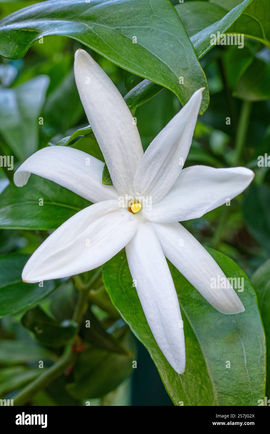 Gelsomino selvatico stellato (Jasminum multipartitum), Oleaceae. Arrampicatore sempre verde. Pianta ornamentale. fiore bianco. Foto Stock