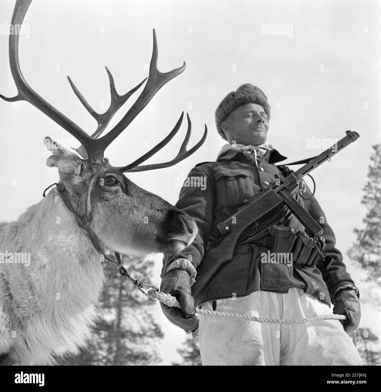 Soldato Saami Rájá-Jovnna con una renna durante l'ultimo anno della guerra di continuazione. Le renne sono state utilizzate dall'esercito finlandese Foto Stock