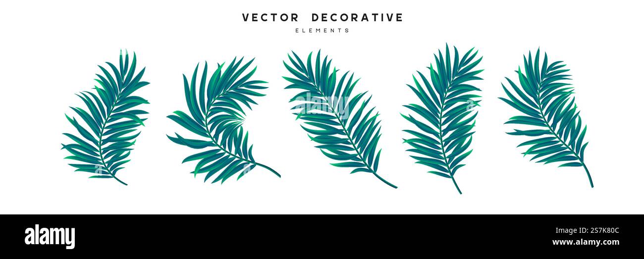 Set di foglie di palmo isolate su sfondo bianco. Foglie tropicali esotiche per un design estivo nella giungla. Illustrazione vettoriale. Set di foglie di palma tropicali. Illustrazione Vettoriale