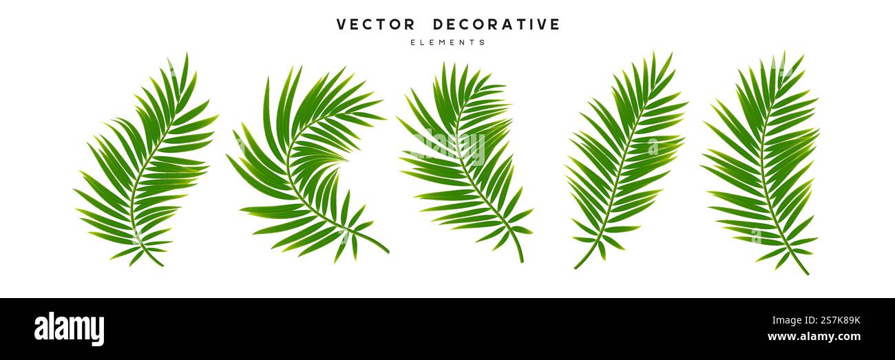 Set di foglie di palmo isolate su sfondo bianco. Foglie tropicali esotiche per un design estivo nella giungla. Illustrazione vettoriale. Set di foglie di palma tropicali. Illustrazione Vettoriale