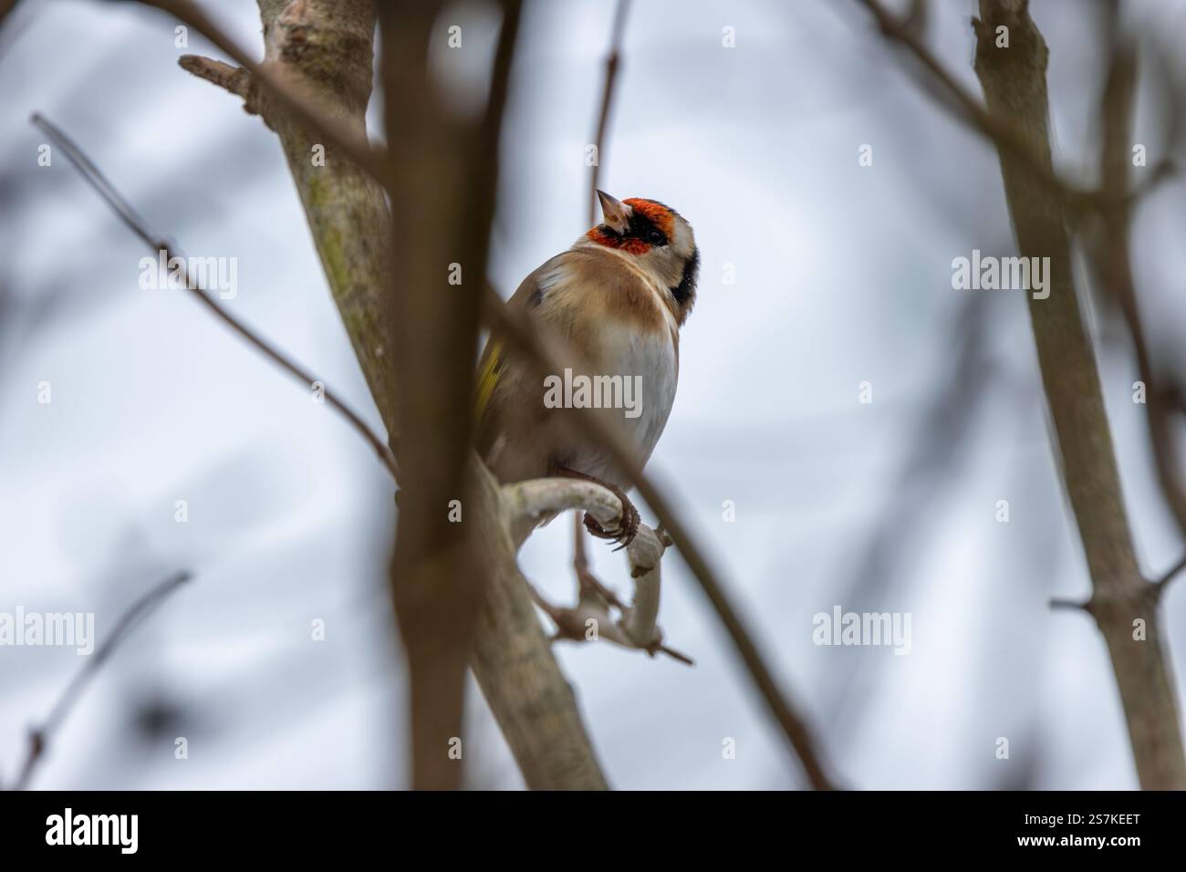Il Goldfinch europeo è un piccolo passerino che si nutre di semi e insetti. Foto scattata all'ippodromo Baldoyle di Dublino. Foto Stock