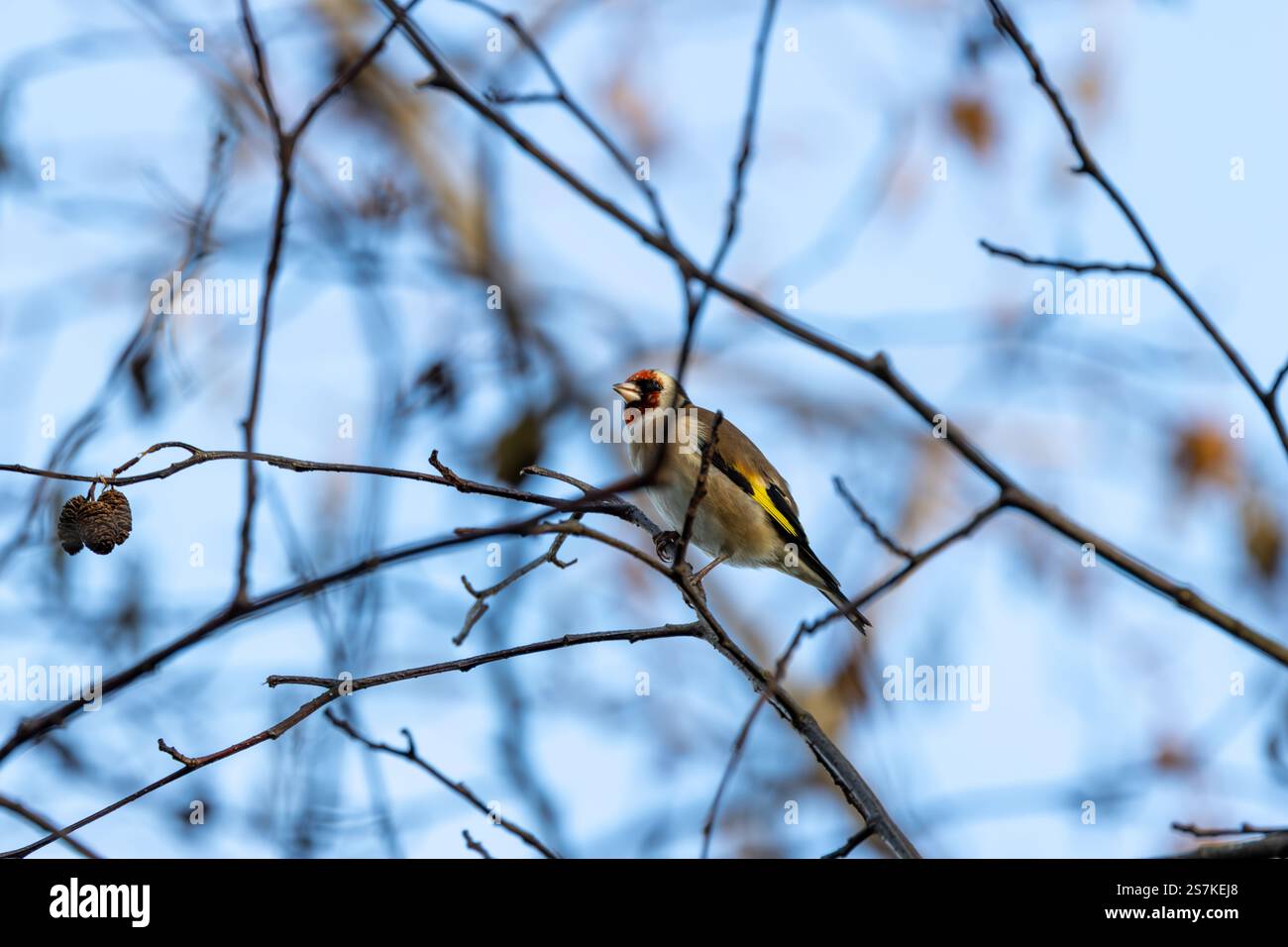 Il Goldfinch europeo è un piccolo passerino che si nutre di semi e insetti. Foto scattata all'ippodromo Baldoyle di Dublino. Foto Stock