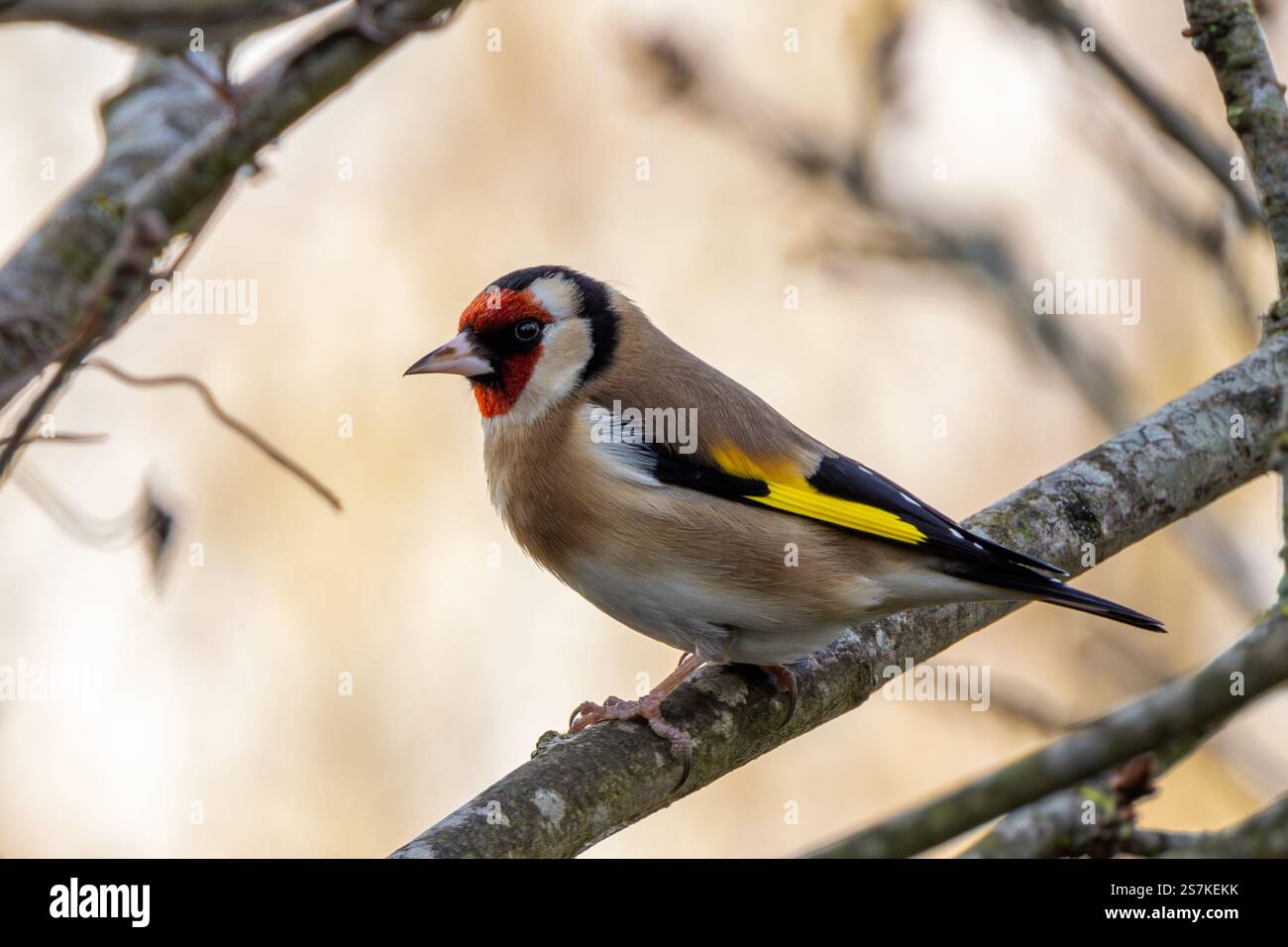 Il Goldfinch europeo è un piccolo passerino che si nutre di semi e insetti. Foto scattata all'ippodromo Baldoyle di Dublino. Foto Stock