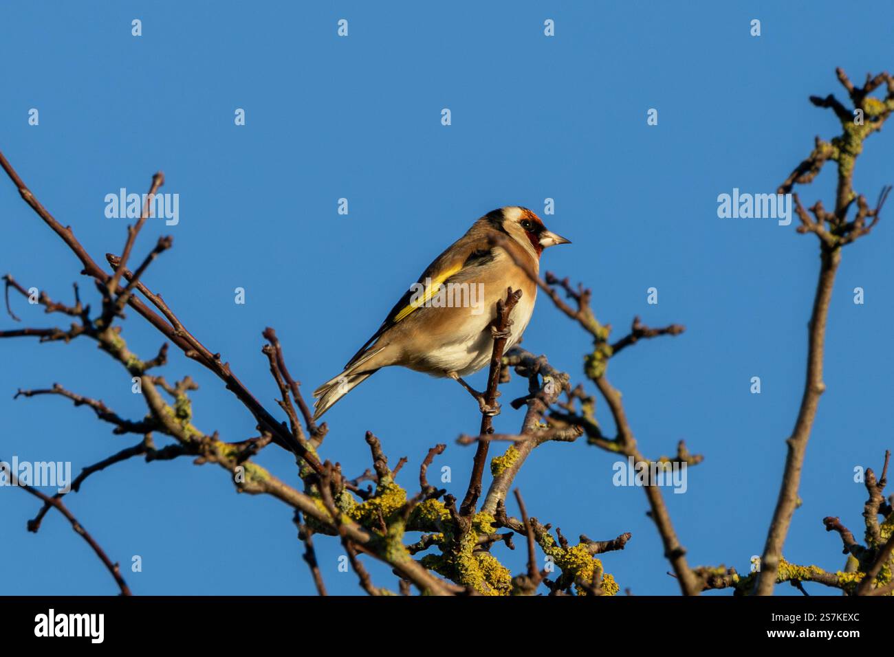 Il Goldfinch europeo è un piccolo passerino che si nutre di semi e insetti. Foto scattata all'ippodromo Baldoyle di Dublino. Foto Stock