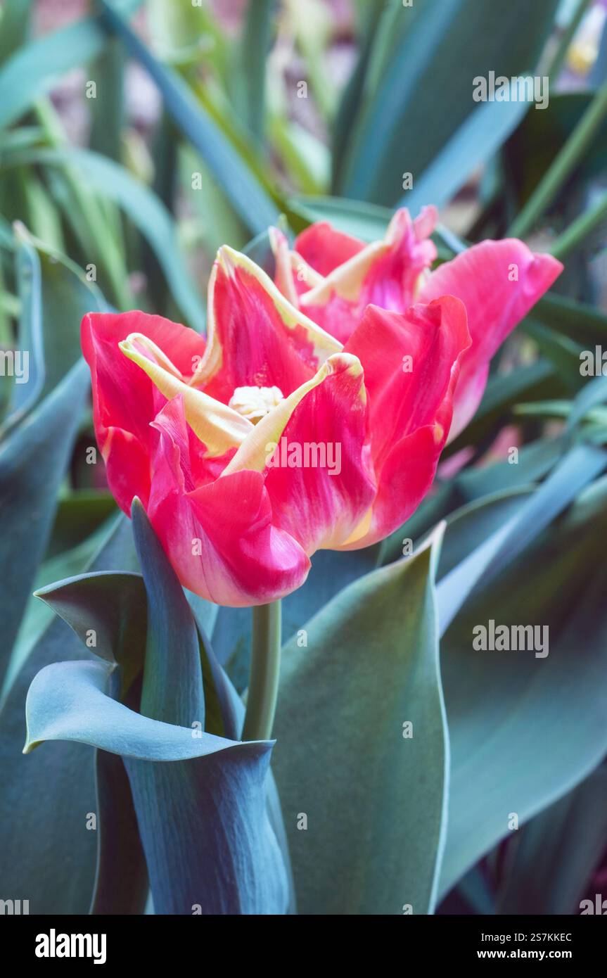 Primo piano di tulipa Match a forma di tazza. Un singolo Mid Spring rosso fiorito con un tulipano a base gialla appartenente al gruppo di tulipani della Triumph Division 3 Foto Stock