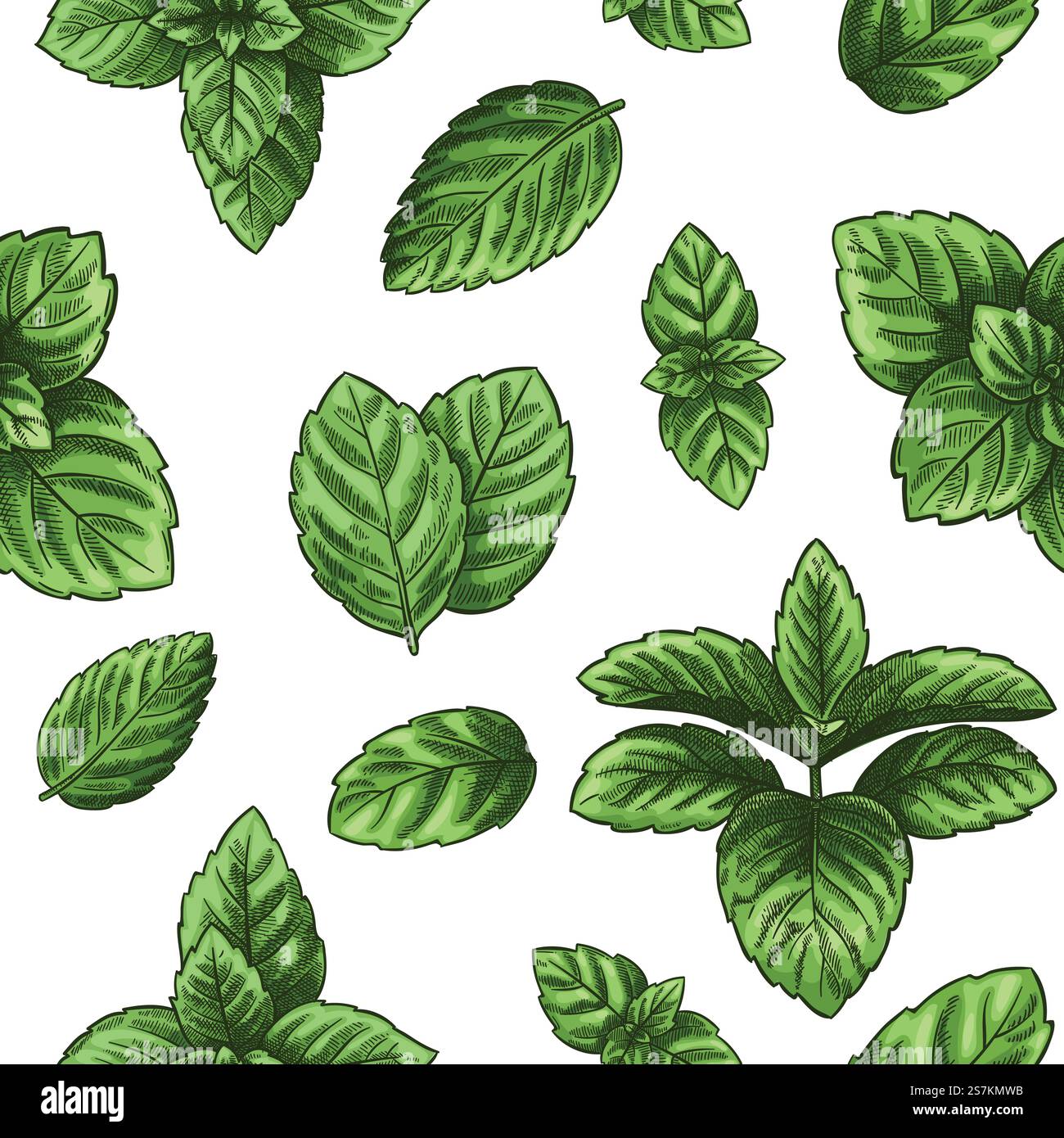 Motivo senza cuciture Mint. Foglie di menta verde, erbe curative alla menta verde. Melissa Botanical Vector carta da parati stampa texture. Pianta a base di erbe incisa isolata su fondo bianco per tessuto. Motivo senza cuciture Mint. Foglie di menta verde, erbe curative alla menta verde. Melissa Botanical Vector carta da parati stampa texture Illustrazione Vettoriale