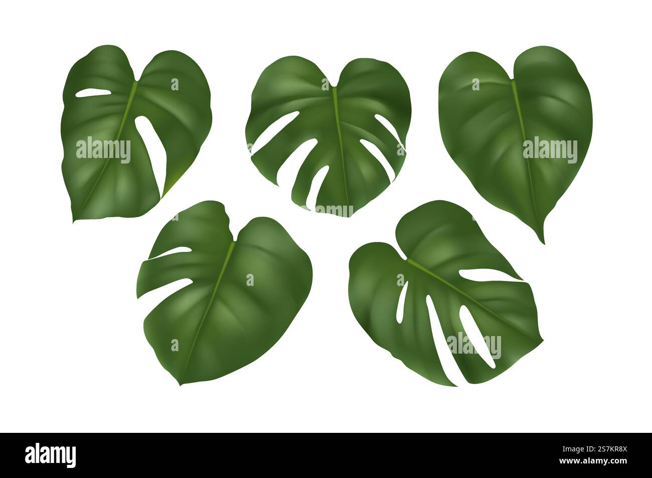 Set di grandi foglie verdi di piante di monstera tropicale isolate su sfondo bianco. Modello di foglie di palma esotiche della giungla per il web design. Illustrazione vettoriale realistica. Grandi foglie verdi di piante di monstera tropicale isolate su sfondo bianco Illustrazione Vettoriale