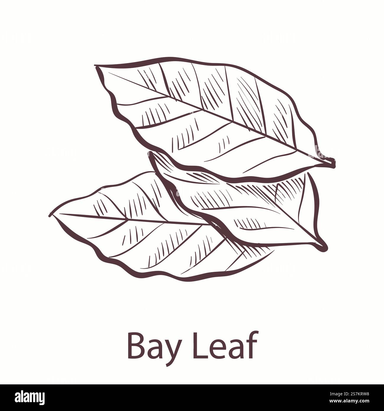 Foglia di baia. Singola illustrazione incisa di alloro di condimento, schizzo botanico alle erbe, simbolo di cucina per etichette e pacchetti menu ristorante o caffetteria. Elemento isolato disegnato a mano vettoriale. Foglia di baia. Illustrazione in stile inciso di alloro di condimento, schizzo botanico, simbolo di cucina per etichette e pacchetti menu ristorante o caffetteria. Elemento isolato vettoriale Illustrazione Vettoriale