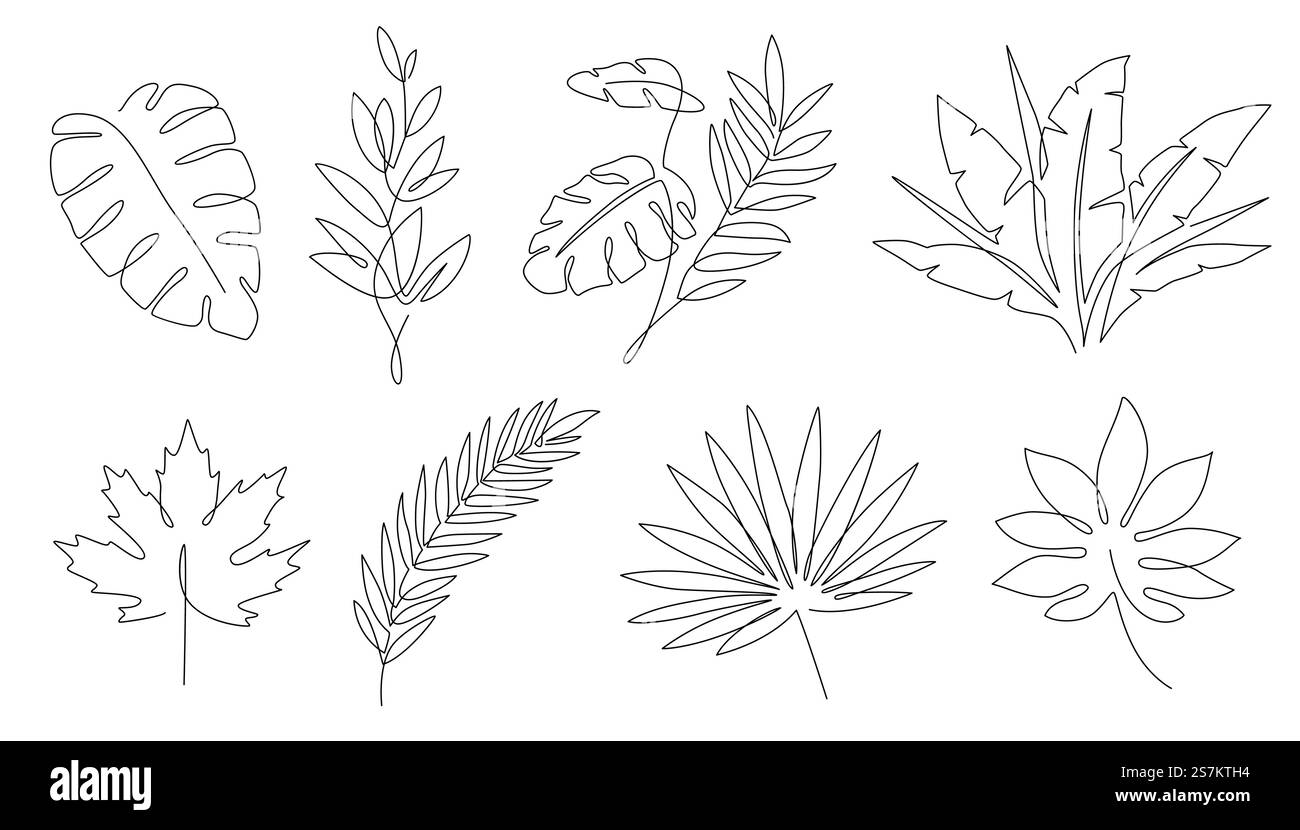 Foglie tropicali. Foglie lineari di palma e acero. Giungla tropicale e spiaggia elementi astratti floreali linea continua esotici set di vettori di piante. Palme con foglie estive, vegetazione della giungla e illustrazione tropicale. Foglie tropicali. Foglie lineari di palma e acero. Giungla tropicale e spiaggia elementi astratti floreali linea continua esotici set di vettori di piante Illustrazione Vettoriale