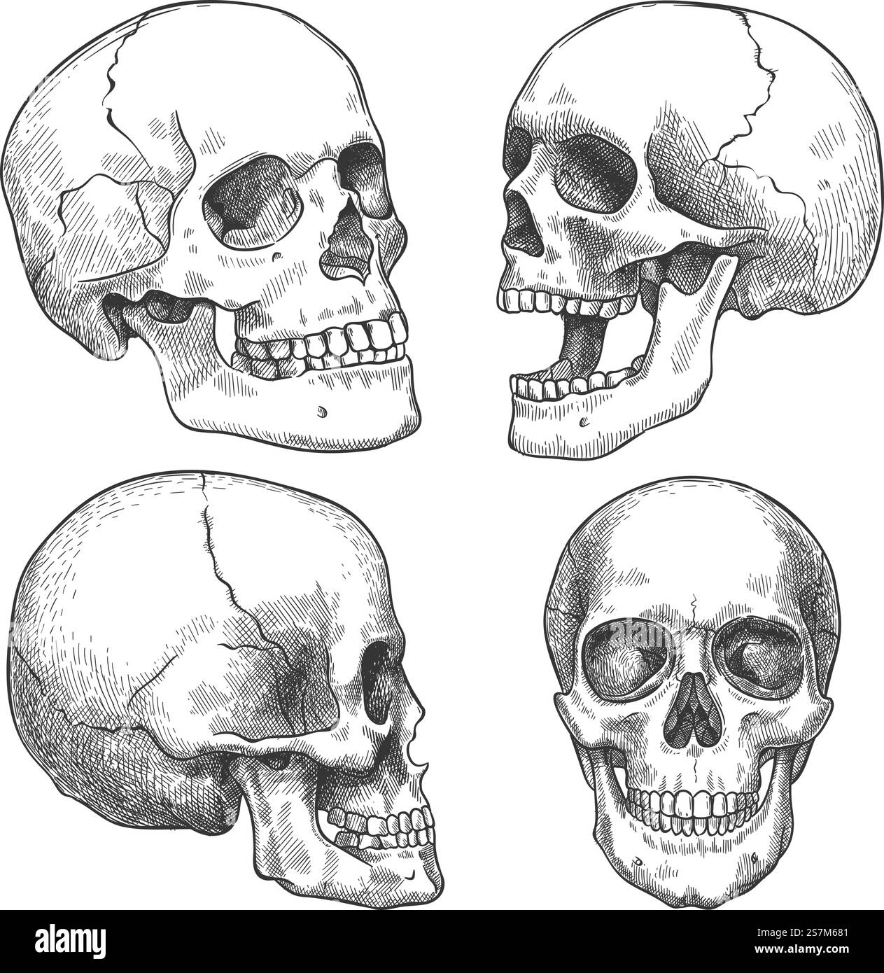 Cranio dello schizzo. Teschi anatomici disegnati a mano in diverse proiezioni, grafica monocromatica del tatuaggio, elementi vettoriali horror del volto anatomico di halloween. Cranio umano inciso con mascella chiusa e aperta. Cranio dello schizzo. Teschi anatomici disegnati a mano in diverse proiezioni, grafica monocromatica del tatuaggio, elementi vettoriali horror del volto anatomico di halloween Illustrazione Vettoriale