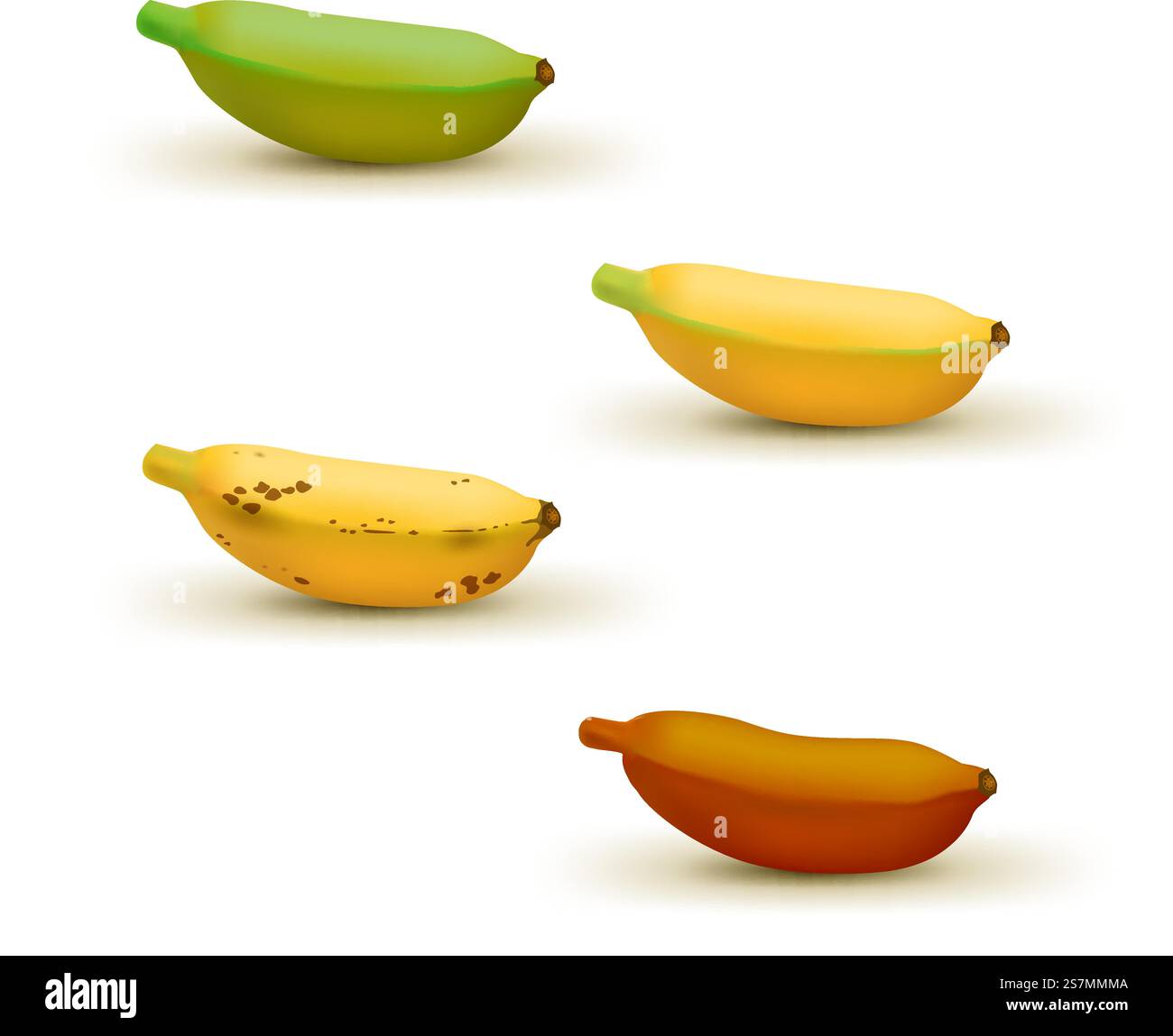 Illustrazione vettoriale realistica del grafico della maturazione delle banane per bambini. Set di 4 banane di diversi colori, da verde undermature a marrone su maturo. Vettore realistico. Illustrazione vettoriale realistica del grafico della maturazione delle banane per bambini. Set di 4 banane di diversi colori, da verde undermature a marrone su maturo. Illustrazione Vettoriale