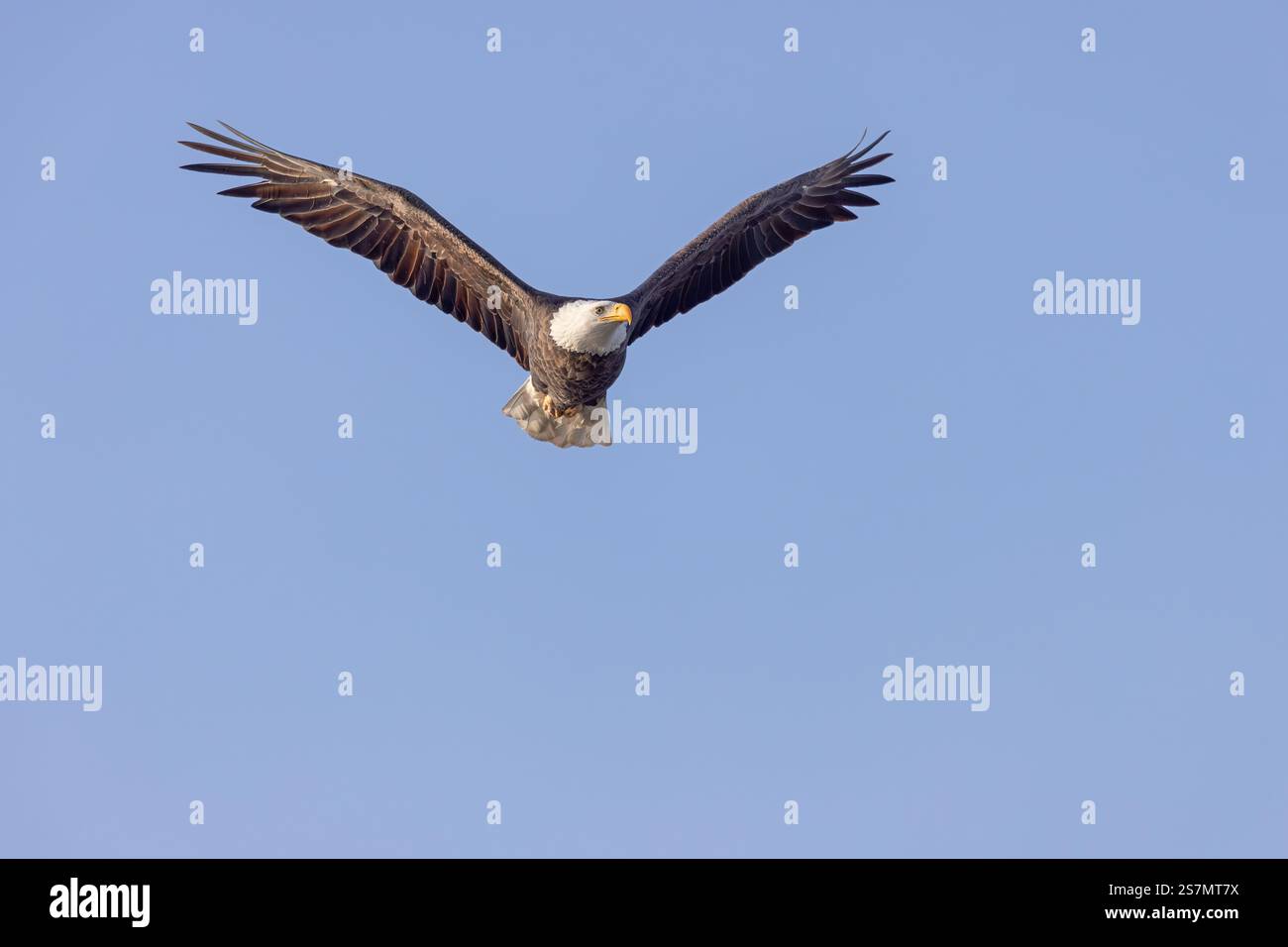 Un'aquila calva adulta in volo a Lock & Dam 18 sul fiume Mississippi a Gladstone, Illinois. Foto Stock