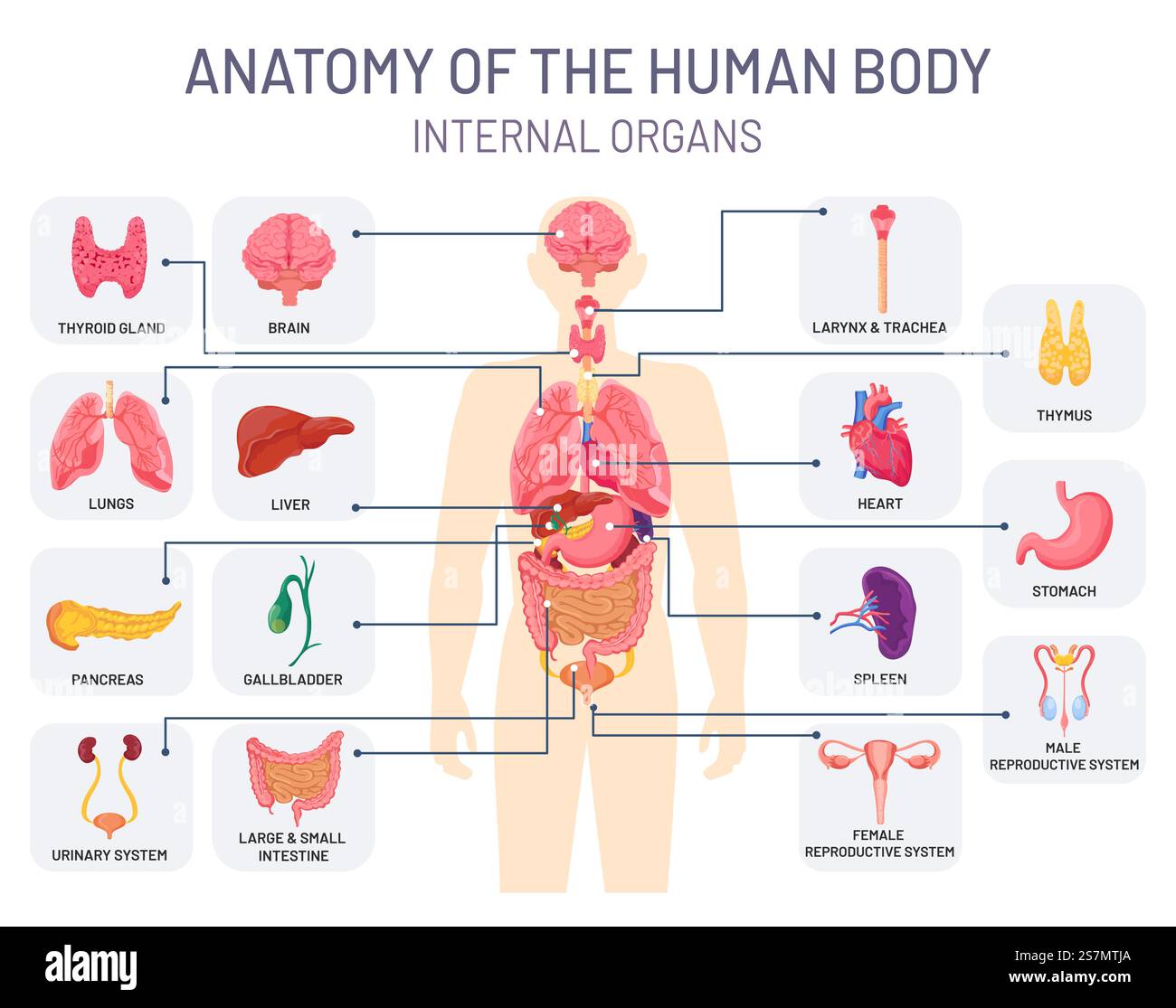Sistema di organi umani. Anatomia medica del corpo, fisiologia interna dell'uomo. Infografica vettoriale dei sistemi respiratori, riproduttivi e digestivi. Diagramma anatomico umano, illustrazione del sistema di organi interni della medicina. Sistema di organi umani. Anatomia medica del corpo, uomo parti di fisiologia interna. Infografica vettoriale dei sistemi respiratori, riproduttivi e digestivi Illustrazione Vettoriale