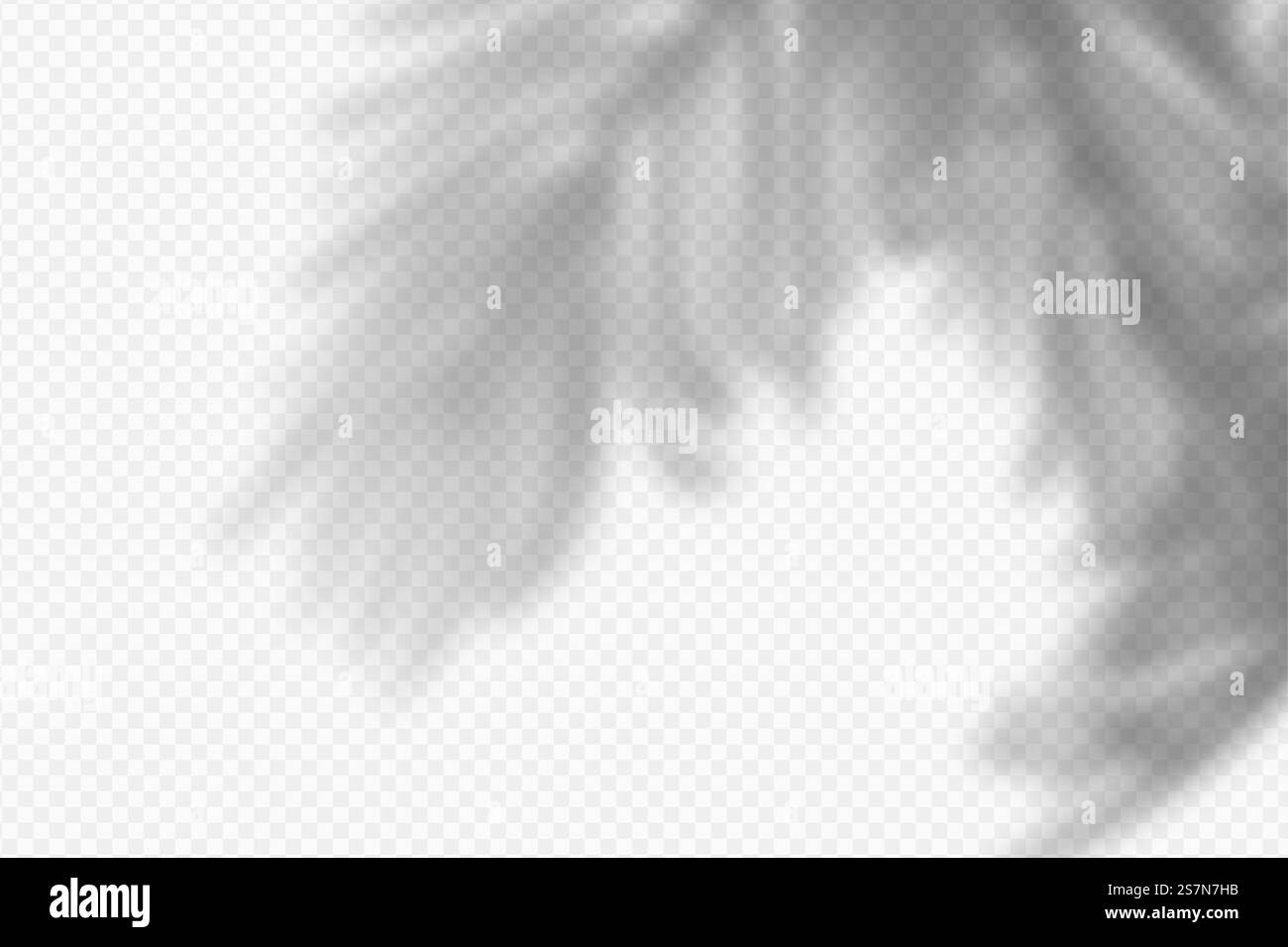 Illustrazione vettoriale dell'effetto di sovrapposizione delle ombre tropicali realistico. Sfumatura chiara trasparente e morbida delle foglie del palmo. Sfondo moderno per la presentazione del prodotto. Illustrazione vettoriale dell'effetto di sovrapposizione delle ombre tropicali realistico. Sfumatura chiara trasparente e morbida delle foglie del palmo. Sfondo moderno per la presentazione del prodotto Illustrazione Vettoriale