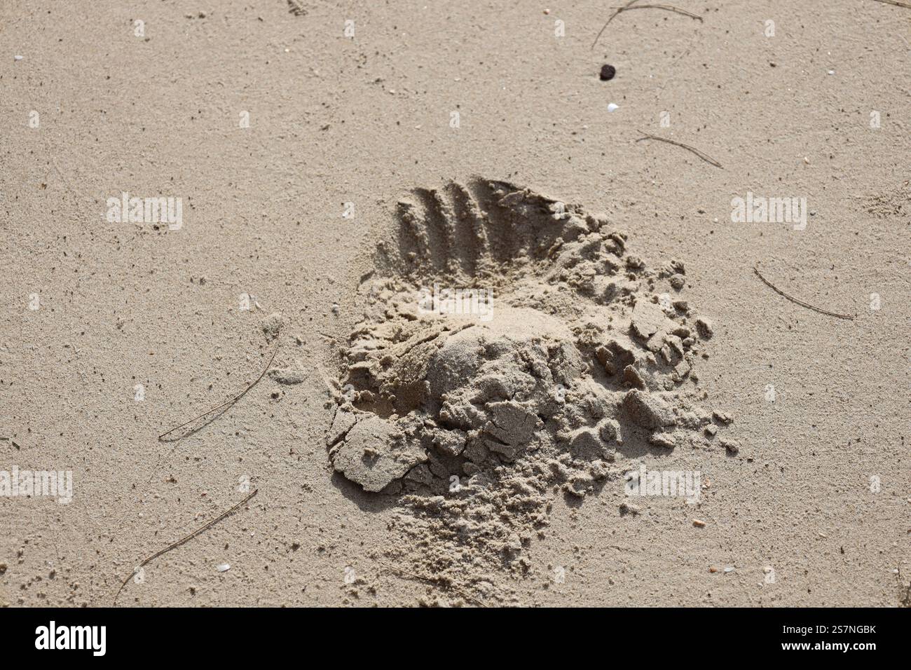 grande zampa di animale stampata in morbida sabbia da spiaggia Foto Stock