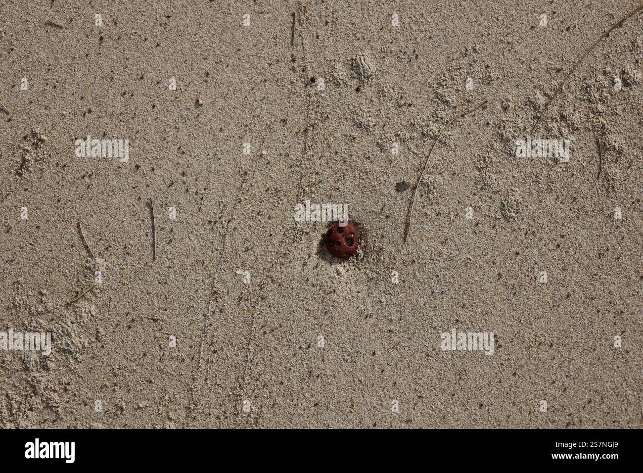 piccola pietra marrone arrotondata e liscia con fori di erosione multipli adagiati sulla spiaggia sabbiosa Foto Stock