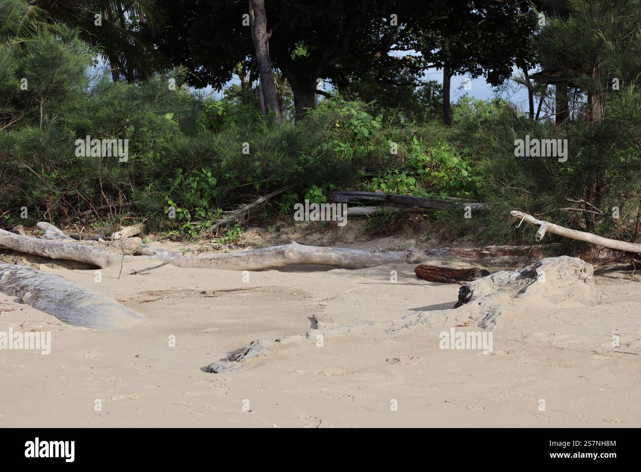 pezzi assortiti di legno di palude impilati contro la costa boscosa e parzialmente sepolti in soffice sabbia da spiaggia Foto Stock