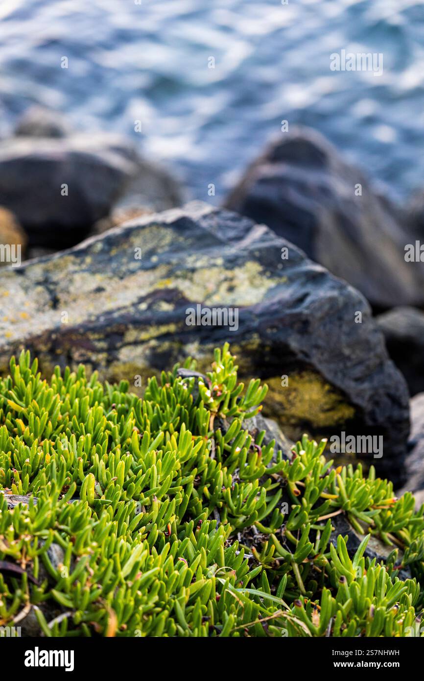 Piccole piante grasse verdi che crescono vicino ad alcune rocce lungo il bordo dell'acqua, Dunedin, regione di Otago, nuova Zelanda Foto Stock