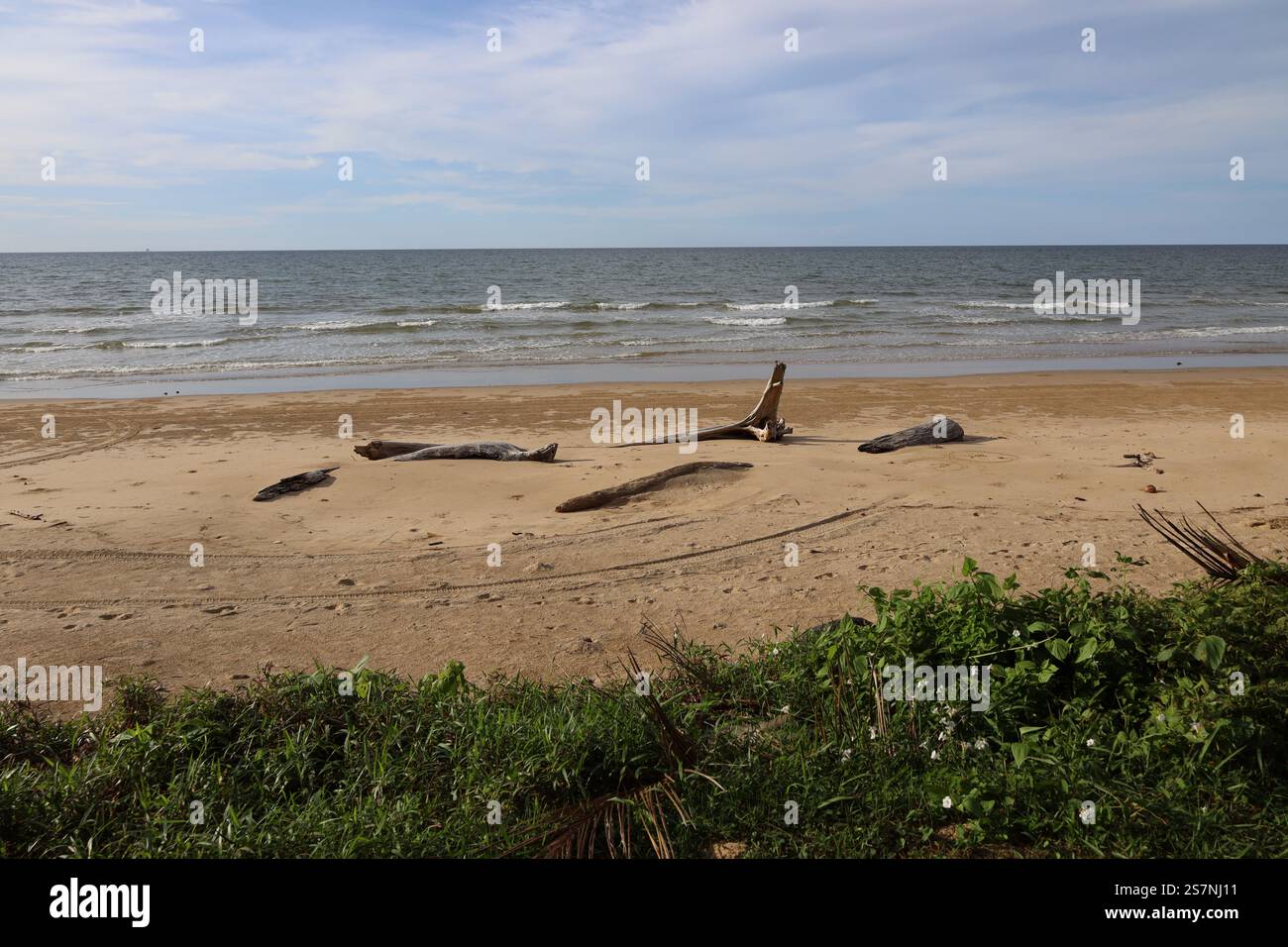 vari tipi di palude adagiate in una spiaggia sabbiosa contro un mare senza fine sotto cieli blu e sottili nuvole di mogli Foto Stock