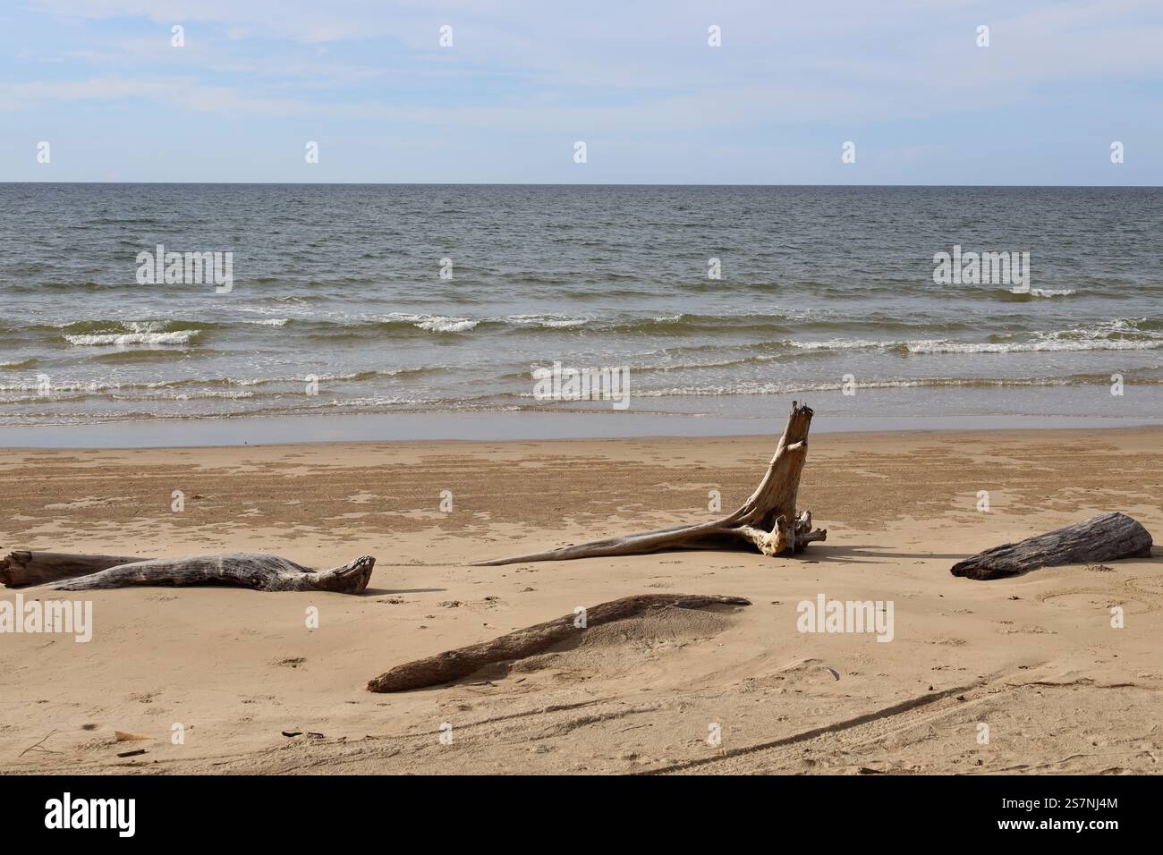 ravvicinato di alberi da posta assortiti alloggiati in una spiaggia sabbiosa contro un mare infinito sotto cieli azzurri e sottili nuvole di neve Foto Stock