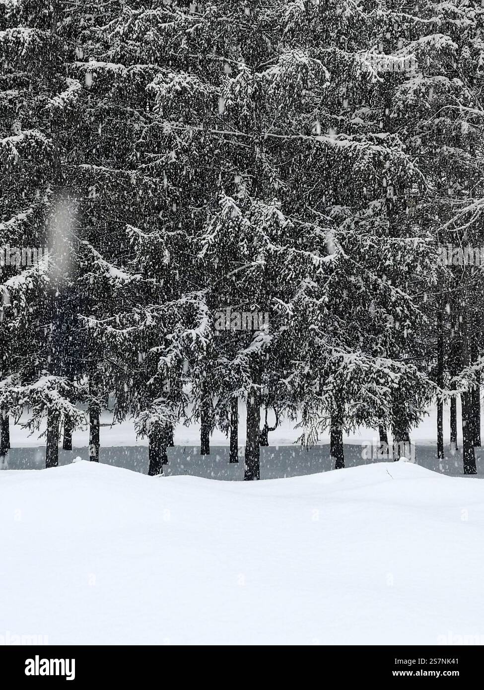 La neve che cade tra gli alberi e le sponde della neve. Cherkasy, Ucraina. Foto Stock