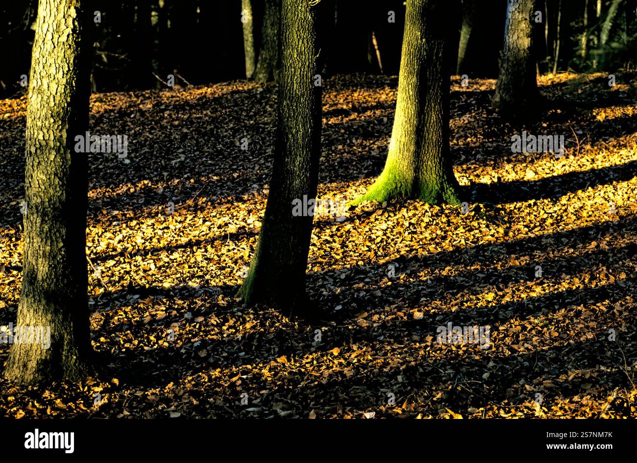 Foresta alberghiera, Baviera, Germania Foto Stock