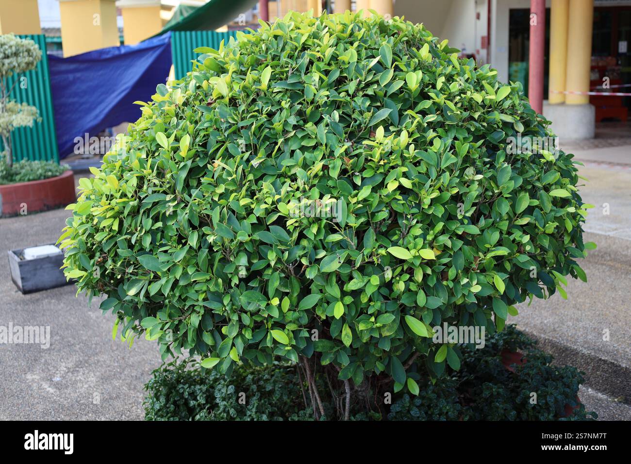 cespuglio verde a forma di palla arrotondata tagliando Foto Stock