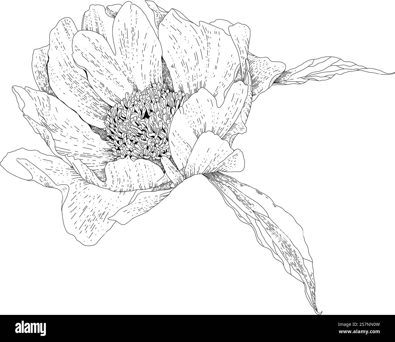 Fiore estivo o primaverile con petali, bocciolo fiorente isolato. Composizione o disposizione floreale, foglie e design o decorazione botanica. Contorno dello schizzo monocromatico. Immagine vettoriale in stile piatto. Fiori fioriti in primavera o in estate con petali Illustrazione Vettoriale