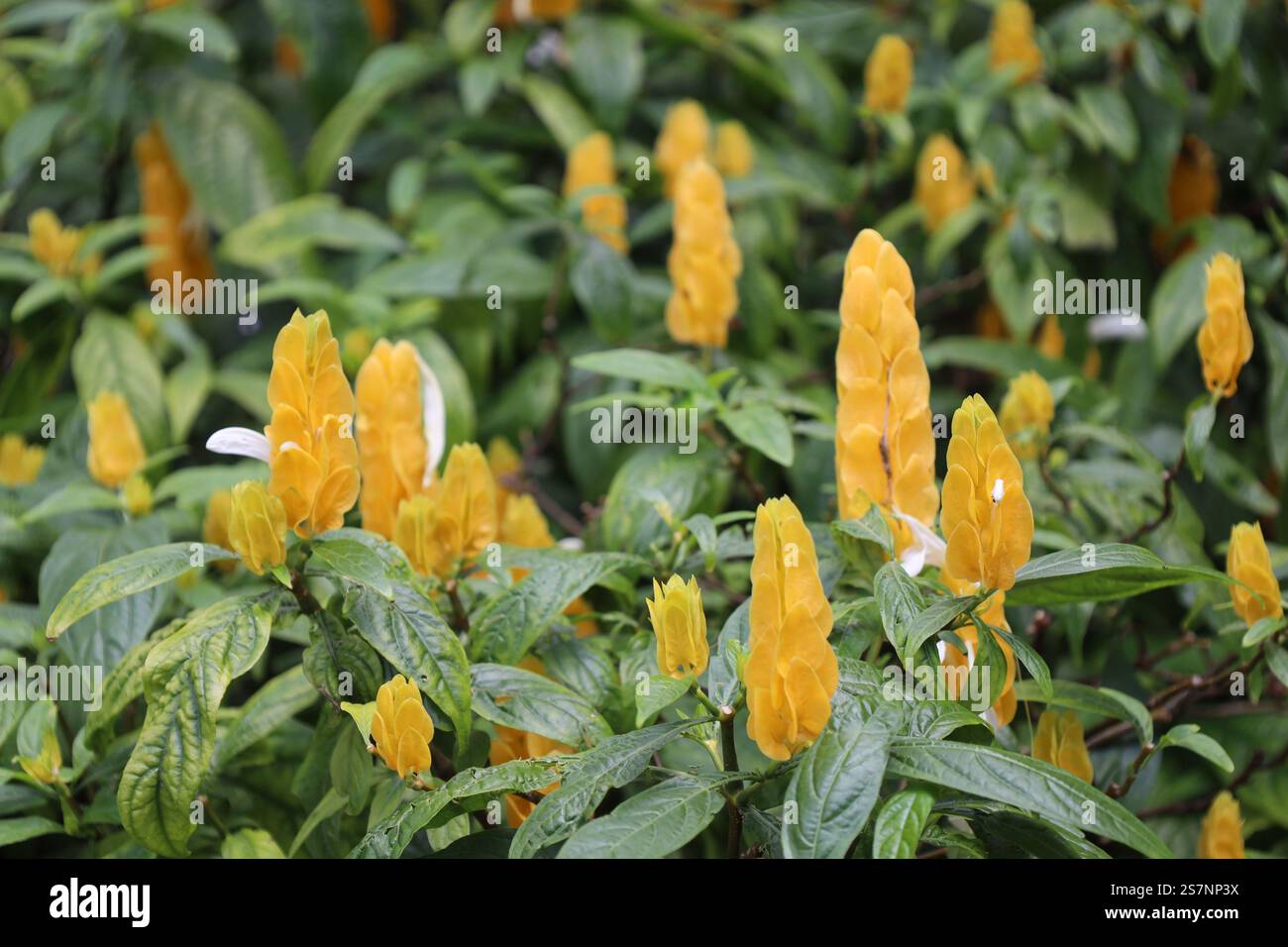una pletora di sottili e sottili fiori gialli dorati sopra foglie di verde scuro lucido Foto Stock