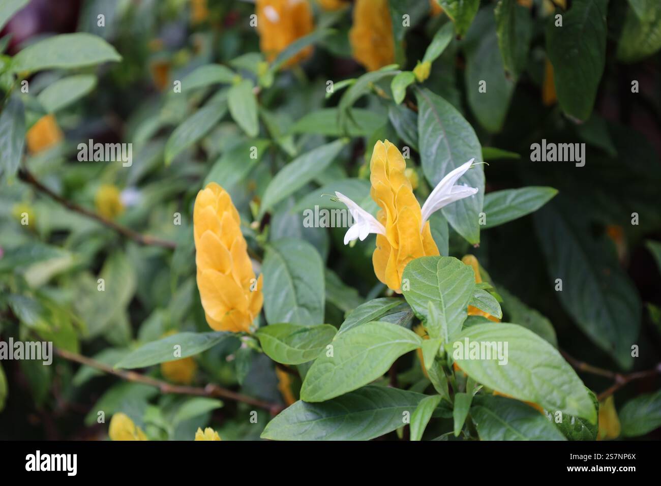 primi piani alti e sottili fiori gialli dorati sopra foglie di verde scuro lucido Foto Stock