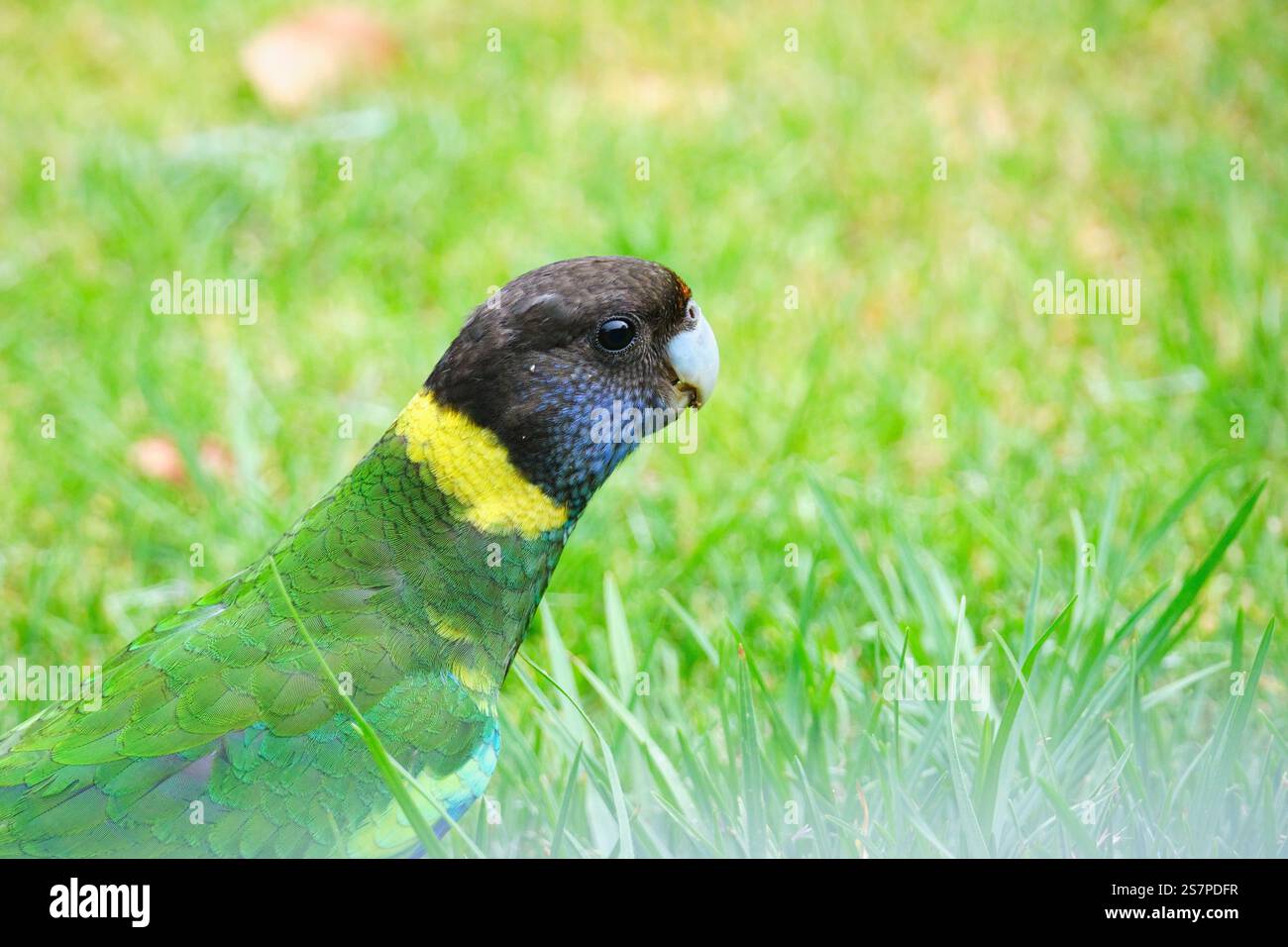 A Twenty Eight Parrot, Barnardius zonarius semitorquatus, una sottospecie dell'Australian Ringneck Parrot, Augusta, Australia Occidentale. Foto Stock