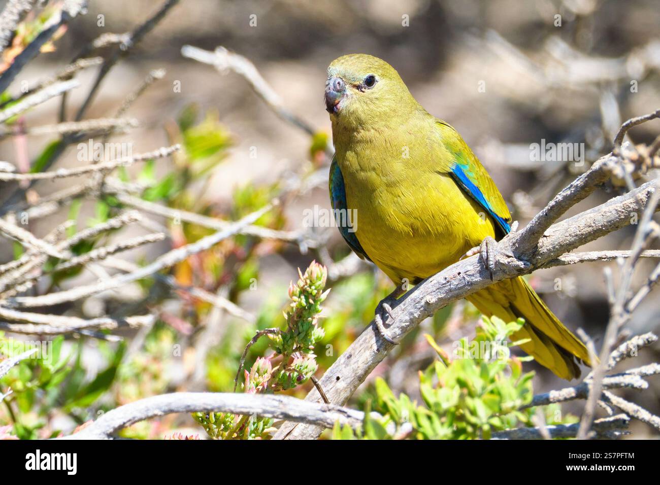 Pappagallo di roccia, Neophema petrophila, una piccola specie di pappagallo che si nutre della vegetazione costiera di Cape Leeuwin nel sud-ovest dell'Australia occidentale. Foto Stock
