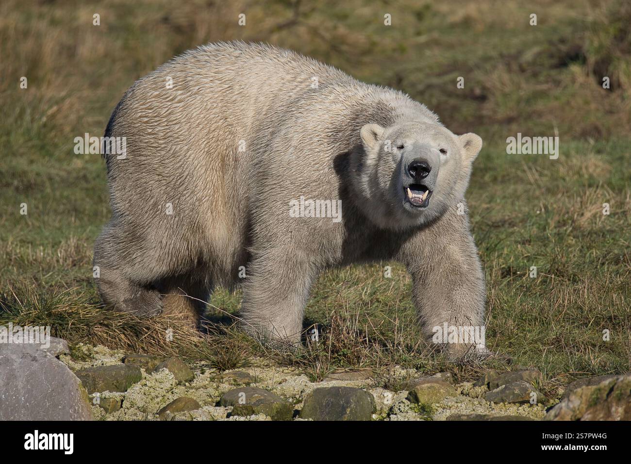 un primo piano di un orso polare che fissa direttamente la telecamera e ha la bocca aperta che mostra i denti Foto Stock