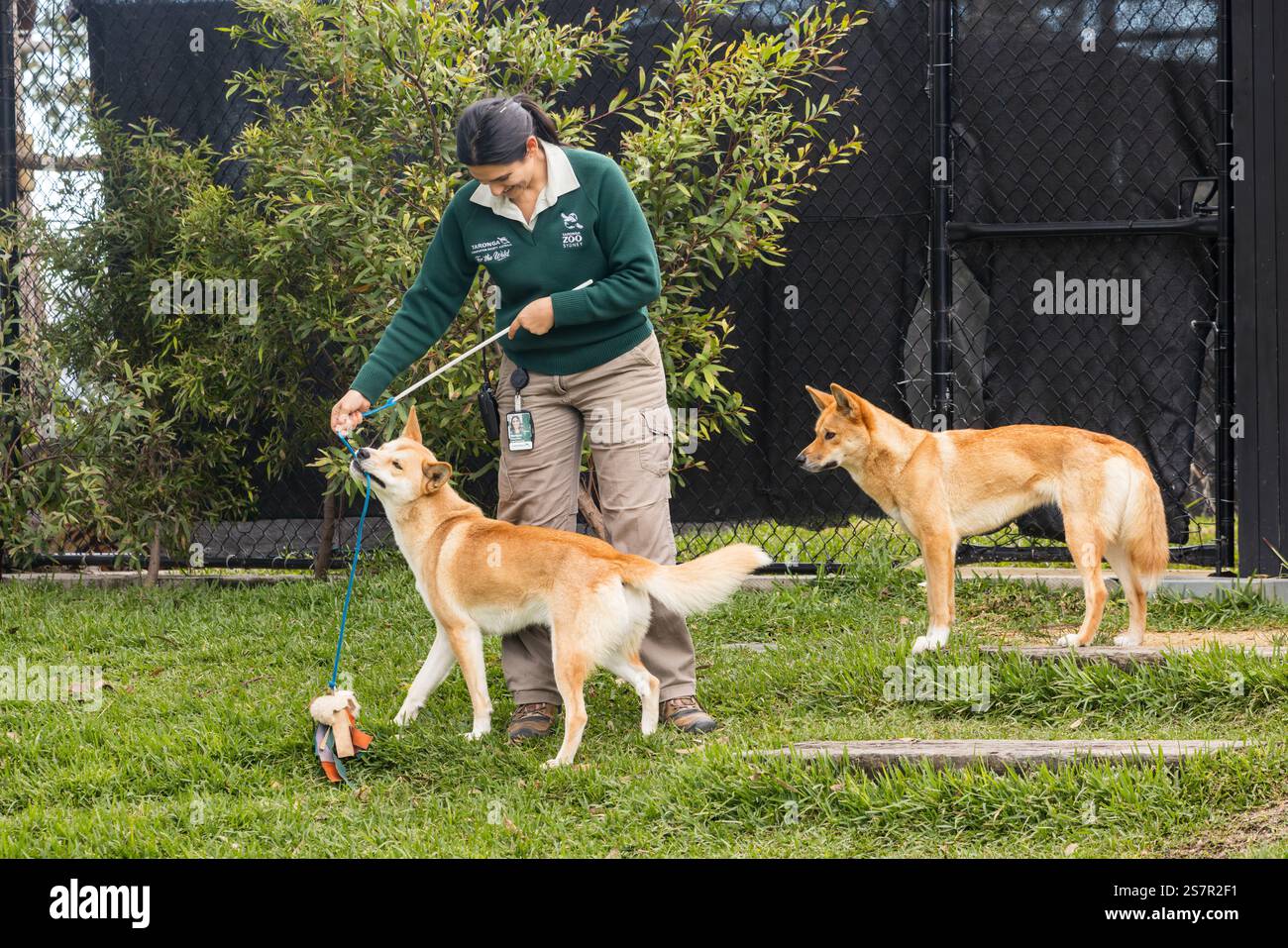 Un guardiano dello zoo che gioca con un dingo, un cane selvatico australiano, al Taronga Park Zoo di Sydney, Australia Foto Stock
