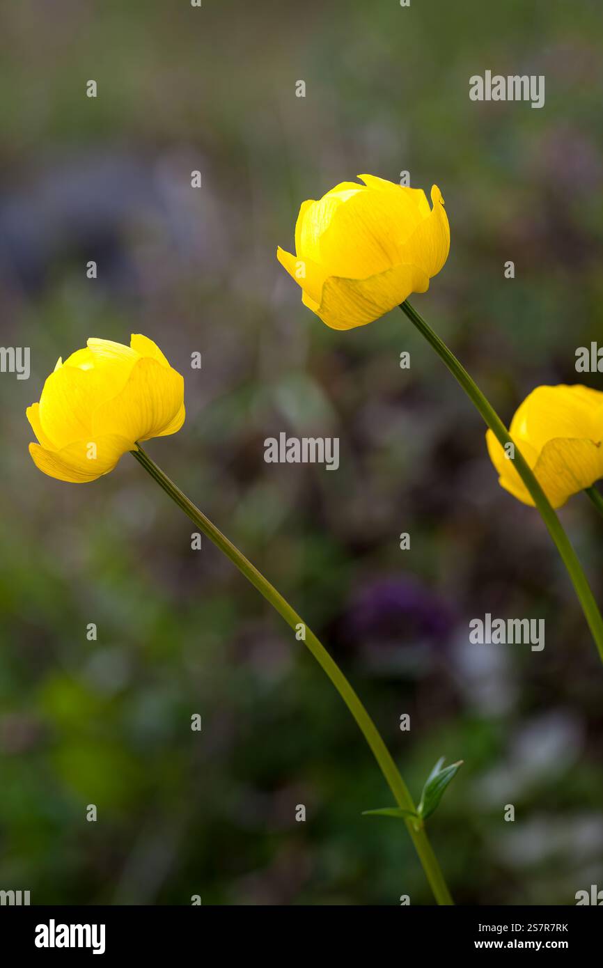 Fioritura dei fiori di globo Foto Stock