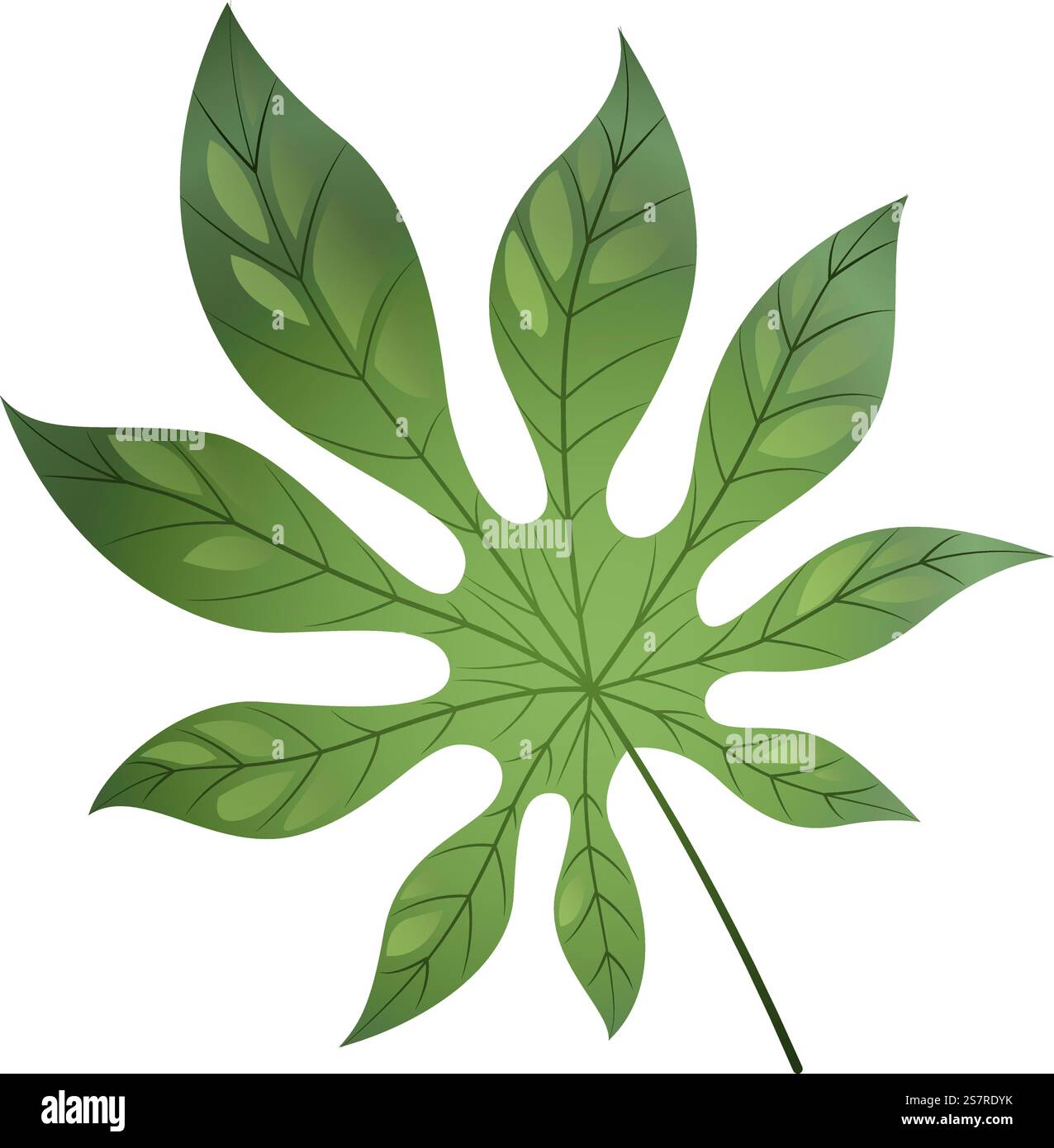 Foglie di alberi tropicali. Verde vegetale esotica isolata su sfondo bianco. Foglie di alberi tropicali. Foglie verdi di papaia Illustrazione Vettoriale